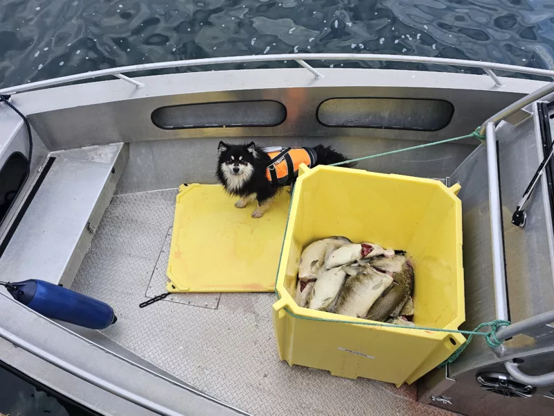 Kaasbøll 760 HT med 300 hk Mercury Verado